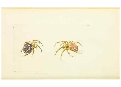 Reproducción/Reproduction 30745491565: The naturalist's miscellany, or Coloured figures of natural objects. London :Printed for Nodder & Co.,1789-1813