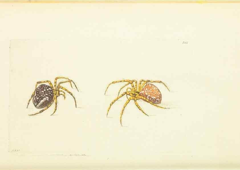Reproducción/Reproduction 30745491565: The naturalist's miscellany, or Coloured figures of natural objects. London :Printed for Nodder & Co.,1789-1813