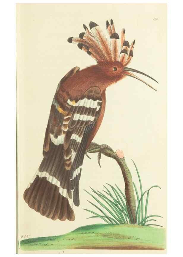 Reproducción/Reproduction 30745492915: The naturalist's miscellany, or Coloured figures of natural objects. London :Printed for Nodder & Co.,1789-1813