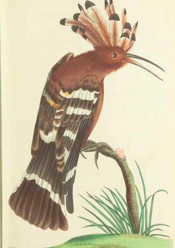 Reproducción/Reproduction 30745492915: The naturalist's miscellany, or Coloured figures of natural objects. London :Printed for Nodder & Co.,1789-1813