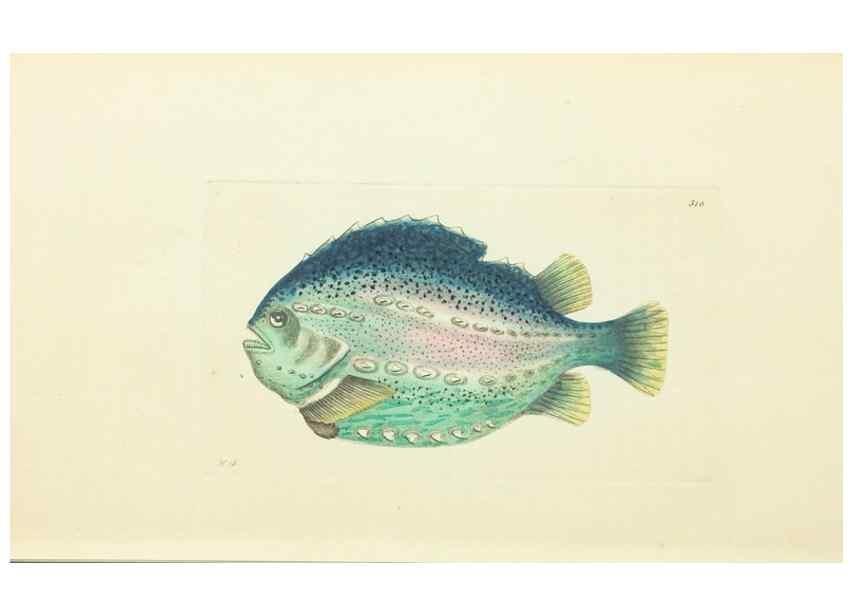 Reproducción/Reproduction 30745494145: The naturalist's miscellany, or Coloured figures of natural objects. London :Printed for Nodder & Co.,1789-1813
