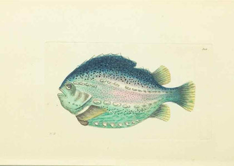 Reproducción/Reproduction 30745494145: The naturalist's miscellany, or Coloured figures of natural objects. London :Printed for Nodder & Co.,1789-1813