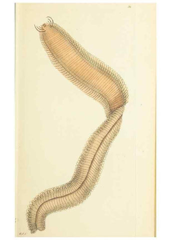 Reproducción/Reproduction 30745495285: The naturalist's miscellany, or Coloured figures of natural objects. London :Printed for Nodder & Co.,1789-1813