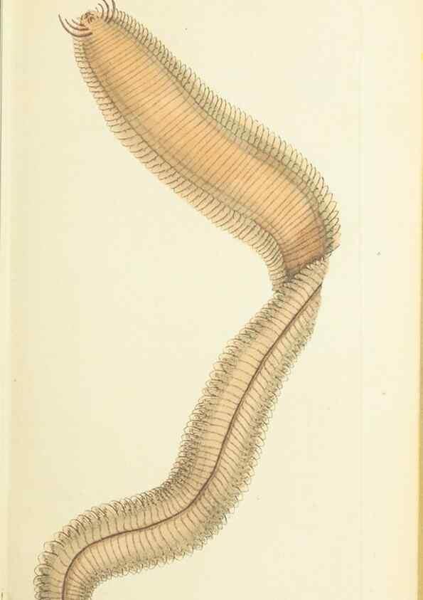 Reproducción/Reproduction 30745495285: The naturalist's miscellany, or Coloured figures of natural objects. London :Printed for Nodder & Co.,1789-1813
