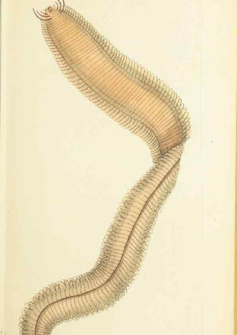 Reproducción/Reproduction 30745495285: The naturalist's miscellany, or Coloured figures of natural objects. London :Printed for Nodder & Co.,1789-1813