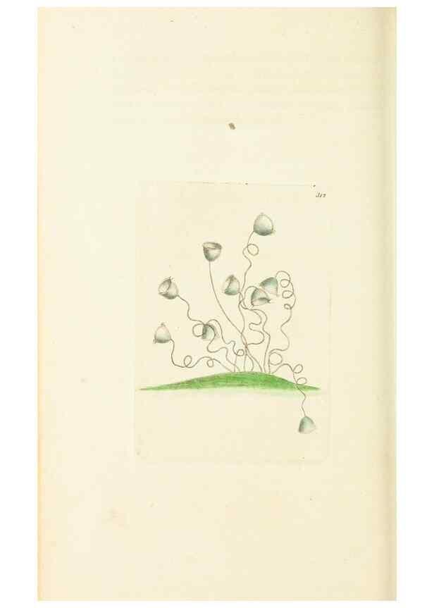 Reproducción/Reproduction 30110115713: The naturalist's miscellany, or Coloured figures of natural objects. London :Printed for Nodder & Co.,1789-1813