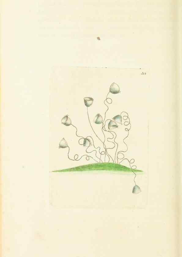 Reproducción/Reproduction 30110115713: The naturalist's miscellany, or Coloured figures of natural objects. London :Printed for Nodder & Co.,1789-1813