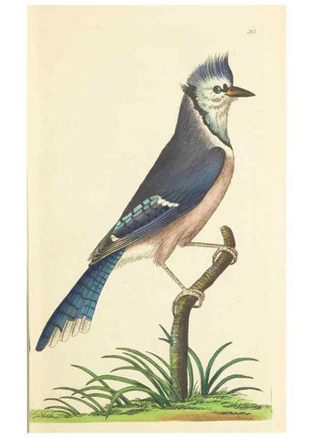 Reproducción/Reproduction 30657317201: The naturalist's miscellany, or Coloured figures of natural objects. London :Printed for Nodder & Co.,1789-1813