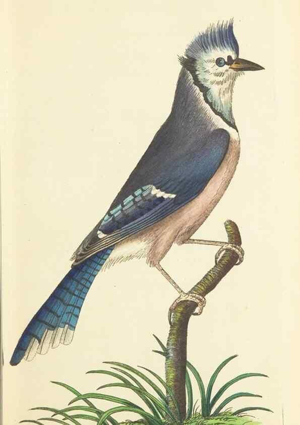 Reproducción/Reproduction 30657317201: The naturalist's miscellany, or Coloured figures of natural objects. London :Printed for Nodder & Co.,1789-1813
