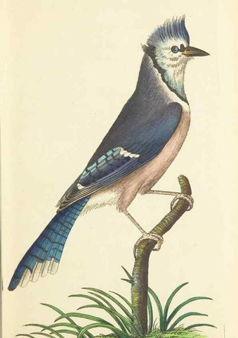 Reproducción/Reproduction 30657317201: The naturalist's miscellany, or Coloured figures of natural objects. London :Printed for Nodder & Co.,1789-1813