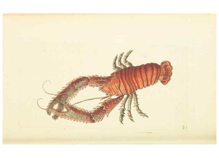 Reproducción/Reproduction 30708698196: The naturalist's miscellany, or Coloured figures of natural objects. London :Printed for Nodder & Co.,1789-1813