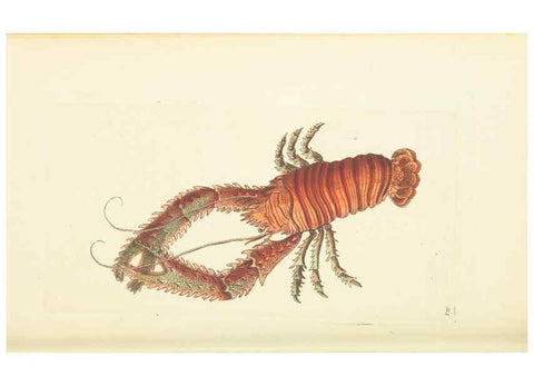 Reproducción/Reproduction 30708698196: The naturalist's miscellany, or Coloured figures of natural objects. London :Printed for Nodder & Co.,1789-1813