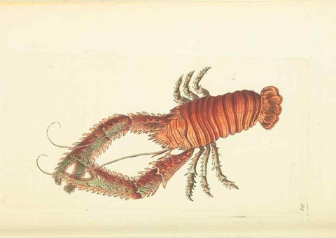 Reproducción/Reproduction 30708698196: The naturalist's miscellany, or Coloured figures of natural objects. London :Printed for Nodder & Co.,1789-1813