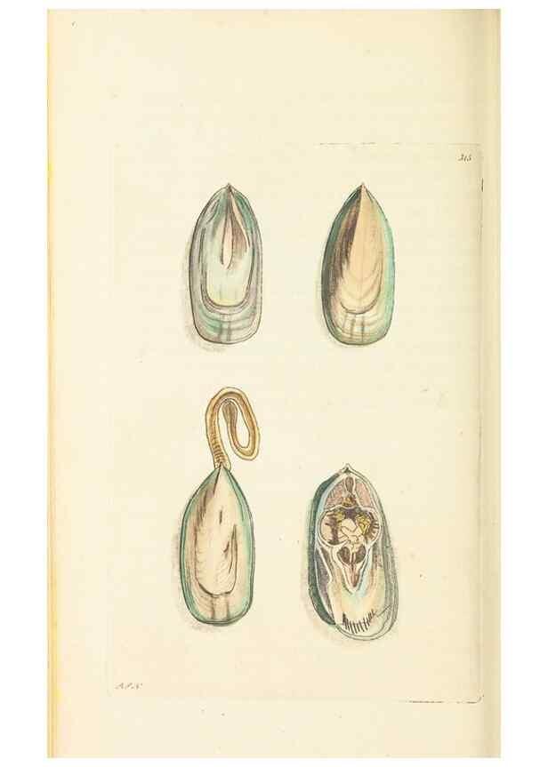 Reproducción/Reproduction 30708699676: The naturalist's miscellany, or Coloured figures of natural objects. London :Printed for Nodder & Co.,1789-1813