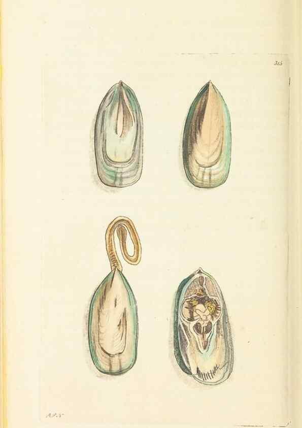 Reproducción/Reproduction 30708699676: The naturalist's miscellany, or Coloured figures of natural objects. London :Printed for Nodder & Co.,1789-1813