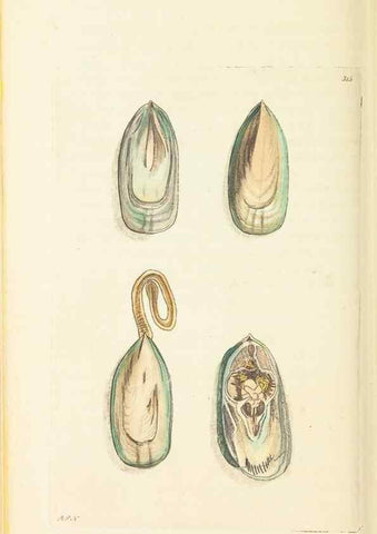 Reproducción/Reproduction 30708699676: The naturalist's miscellany, or Coloured figures of natural objects. London :Printed for Nodder & Co.,1789-1813