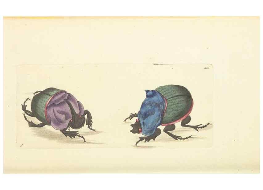 Reproducción/Reproduction 30113351894: The naturalist's miscellany, or Coloured figures of natural objects. London :Printed for Nodder & Co.,1789-1813