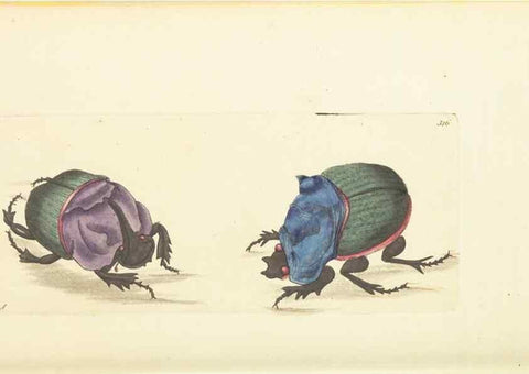 Reproducción/Reproduction 30113351894: The naturalist's miscellany, or Coloured figures of natural objects. London :Printed for Nodder & Co.,1789-1813