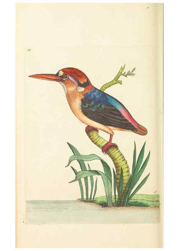 Reproducción/Reproduction 30444926090: The naturalist's miscellany, or Coloured figures of natural objects. London :Printed for Nodder & Co.,1789-1813