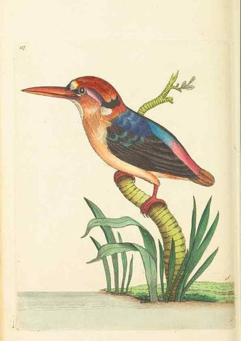 Reproducción/Reproduction 30444926090: The naturalist's miscellany, or Coloured figures of natural objects. London :Printed for Nodder & Co.,1789-1813