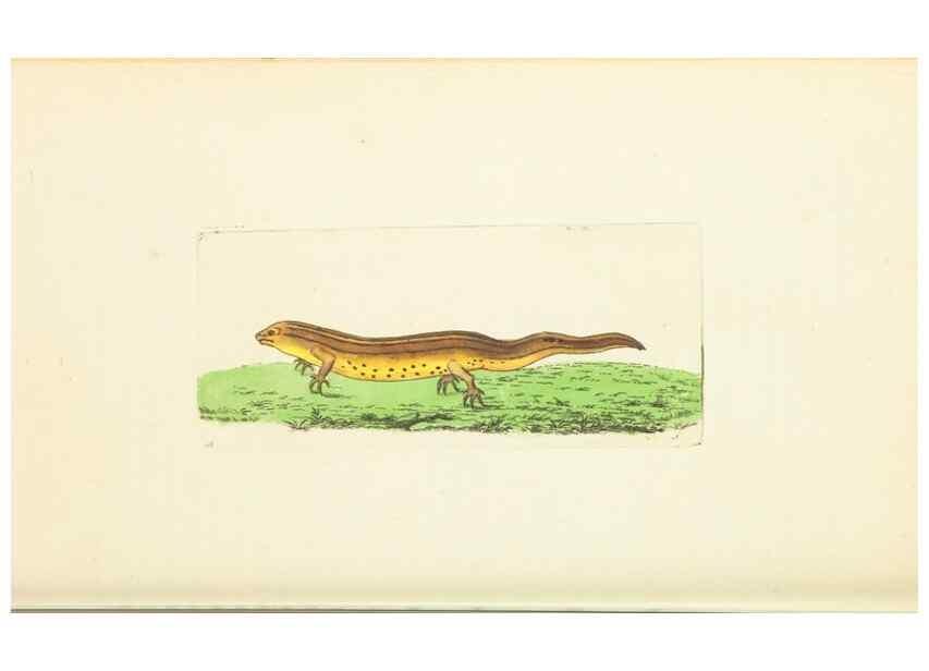 Reproducción/Reproduction 30444929160: The naturalist's miscellany, or Coloured figures of natural objects. London :Printed for Nodder & Co.,1789-1813