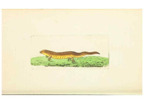 Reproducción/Reproduction 30444929160: The naturalist's miscellany, or Coloured figures of natural objects. London :Printed for Nodder & Co.,1789-1813