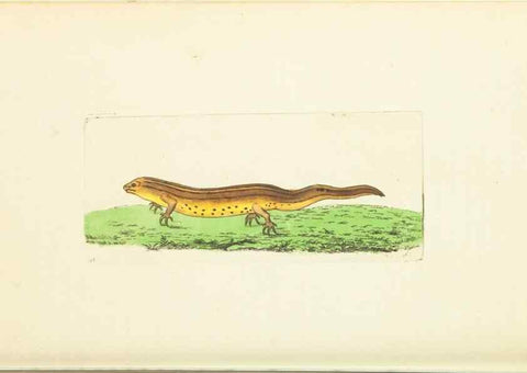 Reproducción/Reproduction 30444929160: The naturalist's miscellany, or Coloured figures of natural objects. London :Printed for Nodder & Co.,1789-1813
