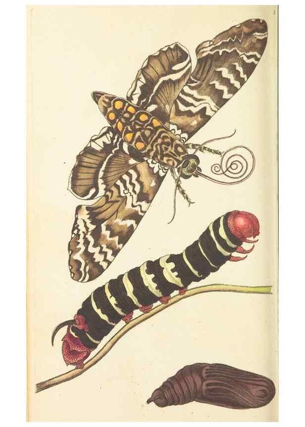 Reproducción/Reproduction 30657322611: The naturalist's miscellany, or Coloured figures of natural objects. London :Printed for Nodder & Co.,1789-1813