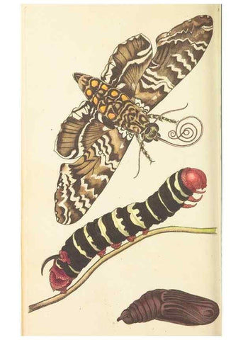 Reproducción/Reproduction 30657322611: The naturalist's miscellany, or Coloured figures of natural objects. London :Printed for Nodder & Co.,1789-1813
