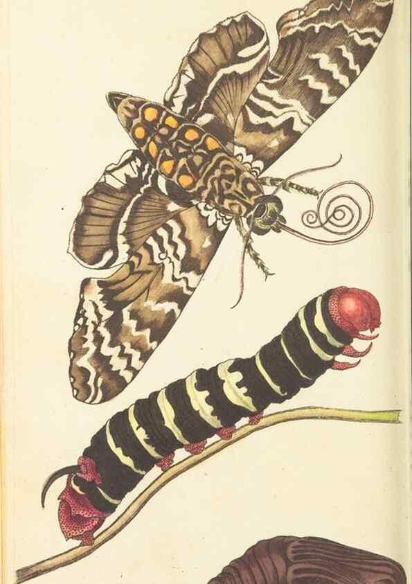 Reproducción/Reproduction 30657322611: The naturalist's miscellany, or Coloured figures of natural objects. London :Printed for Nodder & Co.,1789-1813