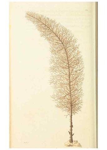 Reproducción/Reproduction 30657324091: The naturalist's miscellany, or Coloured figures of natural objects. London :Printed for Nodder & Co.,1789-1813