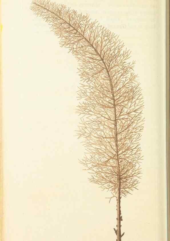 Reproducción/Reproduction 30657324091: The naturalist's miscellany, or Coloured figures of natural objects. London :Printed for Nodder & Co.,1789-1813