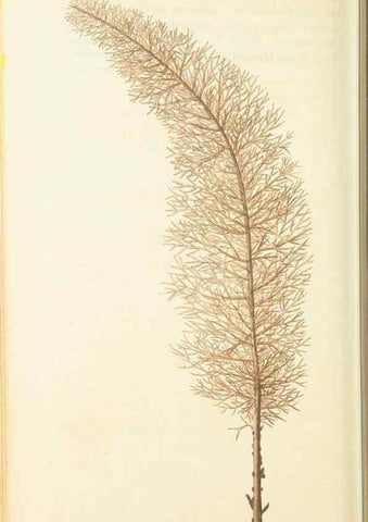 Reproducción/Reproduction 30657324091: The naturalist's miscellany, or Coloured figures of natural objects. London :Printed for Nodder & Co.,1789-1813