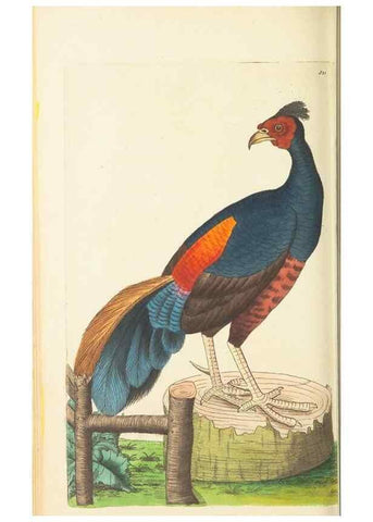 Reproducción/Reproduction 30657326041: The naturalist's miscellany, or Coloured figures of natural objects. London :Printed for Nodder & Co.,1789-1813