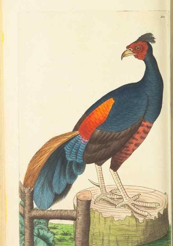 Reproducción/Reproduction 30657326041: The naturalist's miscellany, or Coloured figures of natural objects. London :Printed for Nodder & Co.,1789-1813