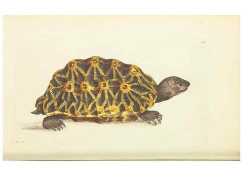 Reproducción/Reproduction 30745489025: The naturalist's miscellany, or Coloured figures of natural objects. London :Printed for Nodder & Co.,1789-1813