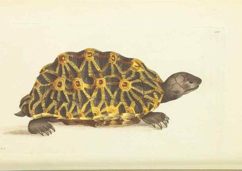 Reproducción/Reproduction 30745489025: The naturalist's miscellany, or Coloured figures of natural objects. London :Printed for Nodder & Co.,1789-1813