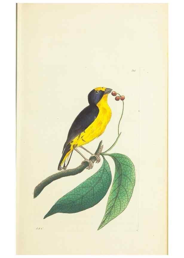 Reproducción/Reproduction 30628821842: The naturalist's miscellany, or Coloured figures of natural objects. London :Printed for Nodder & Co.,1789-1813