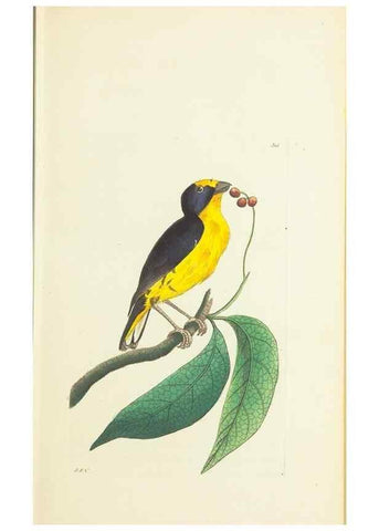 Reproducción/Reproduction 30628821842: The naturalist's miscellany, or Coloured figures of natural objects. London :Printed for Nodder & Co.,1789-1813