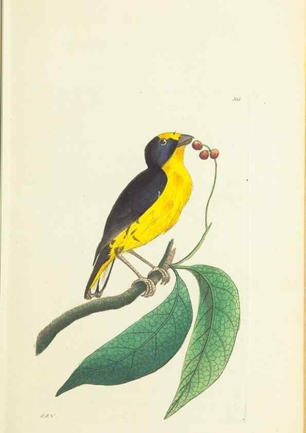 Reproducción/Reproduction 30628821842: The naturalist's miscellany, or Coloured figures of natural objects. London :Printed for Nodder & Co.,1789-1813