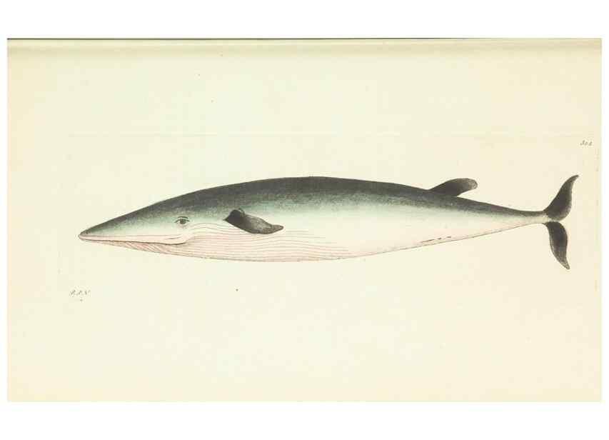 Reproducción/Reproduction 30628819672: The naturalist's miscellany, or Coloured figures of natural objects. London :Printed for Nodder & Co.,1789-1813