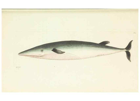 Reproducción/Reproduction 30628819672: The naturalist's miscellany, or Coloured figures of natural objects. London :Printed for Nodder & Co.,1789-1813