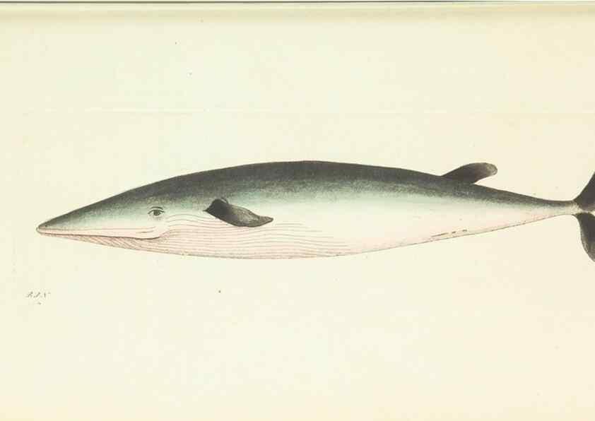 Reproducción/Reproduction 30628819672: The naturalist's miscellany, or Coloured figures of natural objects. London :Printed for Nodder & Co.,1789-1813
