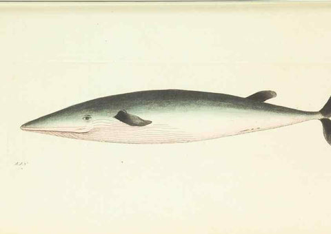 Reproducción/Reproduction 30628819672: The naturalist's miscellany, or Coloured figures of natural objects. London :Printed for Nodder & Co.,1789-1813