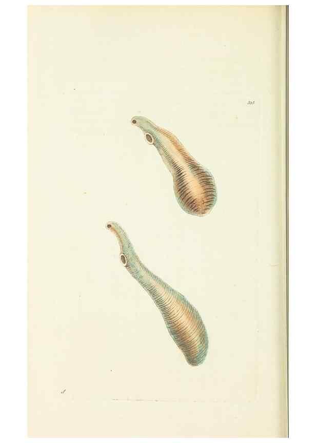Reproducción/Reproduction 30628817642: The naturalist's miscellany, or Coloured figures of natural objects. London :Printed for Nodder & Co.,1789-1813