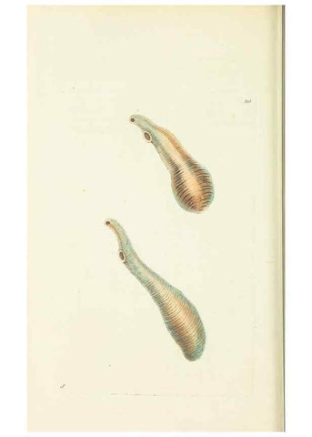 Reproducción/Reproduction 30628817642: The naturalist's miscellany, or Coloured figures of natural objects. London :Printed for Nodder & Co.,1789-1813