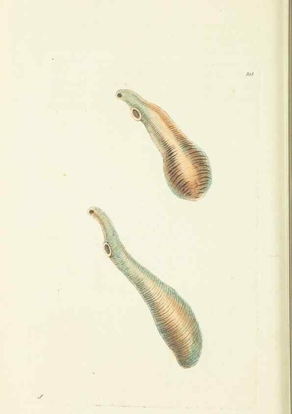 Reproducción/Reproduction 30628817642: The naturalist's miscellany, or Coloured figures of natural objects. London :Printed for Nodder & Co.,1789-1813