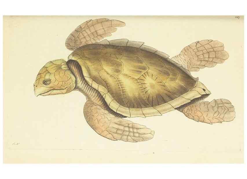 Reproducción/Reproduction 30112424424: The naturalist's miscellany, or Coloured figures of natural objects. London :Printed for Nodder & Co.,1789-1813