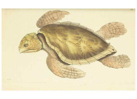 Reproducción/Reproduction 30112424424: The naturalist's miscellany, or Coloured figures of natural objects. London :Printed for Nodder & Co.,1789-1813
