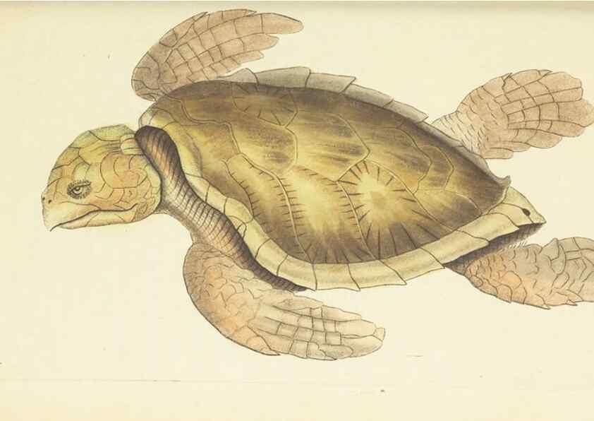 Reproducción/Reproduction 30112424424: The naturalist's miscellany, or Coloured figures of natural objects. London :Printed for Nodder & Co.,1789-1813